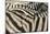 Namibia, Etosha National Park. Close-up of zebras.-Jaynes Gallery-Mounted Photographic Print