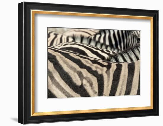 Namibia, Etosha National Park. Close-up of zebras.-Jaynes Gallery-Framed Photographic Print