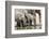 Namibia, Etosha National Park. Elephants Drinking at Waterhole-Wendy Kaveney-Framed Photographic Print