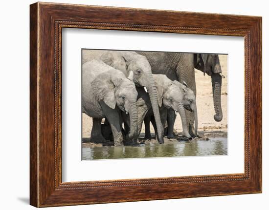 Namibia, Etosha National Park. Elephants Drinking at Waterhole-Wendy Kaveney-Framed Photographic Print