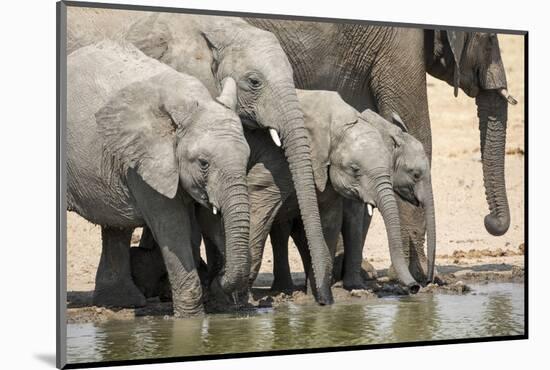 Namibia, Etosha National Park. Elephants Drinking at Waterhole-Wendy Kaveney-Mounted Photographic Print