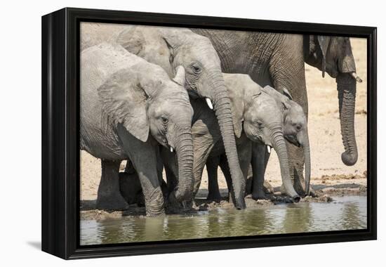 Namibia, Etosha National Park. Elephants Drinking at Waterhole-Wendy Kaveney-Framed Premier Image Canvas