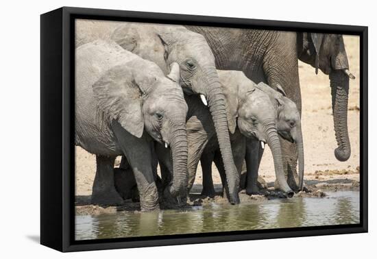 Namibia, Etosha National Park. Elephants Drinking at Waterhole-Wendy Kaveney-Framed Premier Image Canvas