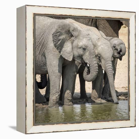 Namibia, Etosha National Park. Elephants Drinking at Waterhole-Wendy Kaveney-Framed Premier Image Canvas