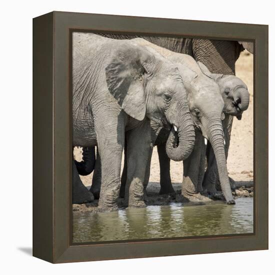 Namibia, Etosha National Park. Elephants Drinking at Waterhole-Wendy Kaveney-Framed Premier Image Canvas