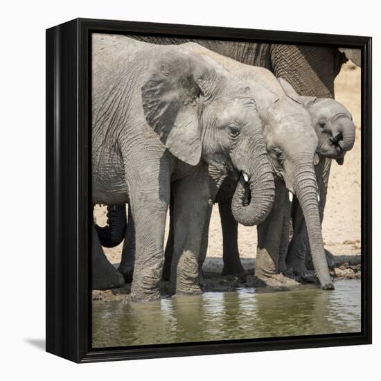 Namibia, Etosha National Park. Elephants Drinking at Waterhole-Wendy Kaveney-Framed Premier Image Canvas