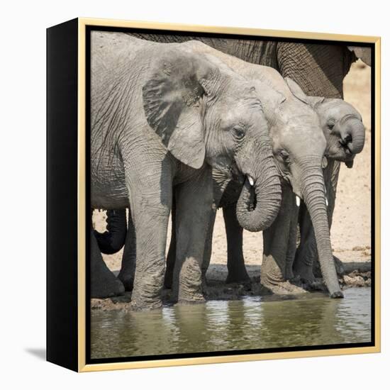 Namibia, Etosha National Park. Elephants Drinking at Waterhole-Wendy Kaveney-Framed Premier Image Canvas