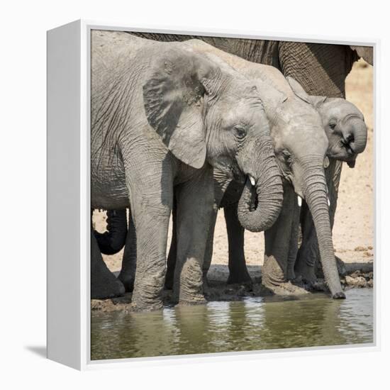 Namibia, Etosha National Park. Elephants Drinking at Waterhole-Wendy Kaveney-Framed Premier Image Canvas