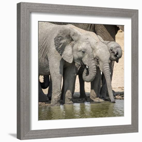 Namibia, Etosha National Park. Elephants Drinking at Waterhole-Wendy Kaveney-Framed Photographic Print