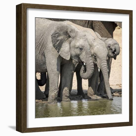 Namibia, Etosha National Park. Elephants Drinking at Waterhole-Wendy Kaveney-Framed Photographic Print