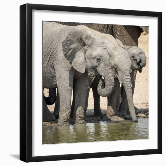 Namibia, Etosha National Park. Elephants Drinking at Waterhole-Wendy Kaveney-Framed Photographic Print