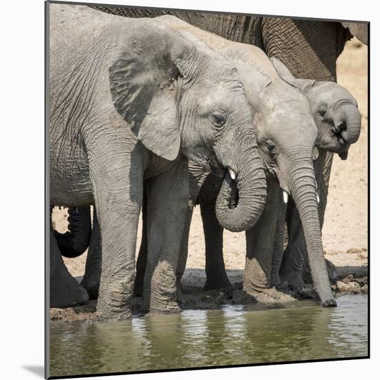 Namibia, Etosha National Park. Elephants Drinking at Waterhole-Wendy Kaveney-Mounted Photographic Print