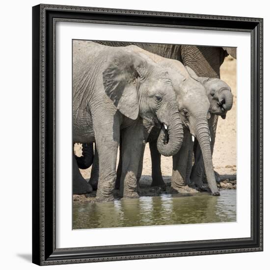 Namibia, Etosha National Park. Elephants Drinking at Waterhole-Wendy Kaveney-Framed Photographic Print