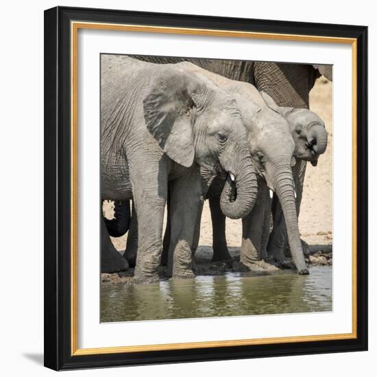 Namibia, Etosha National Park. Elephants Drinking at Waterhole-Wendy Kaveney-Framed Photographic Print