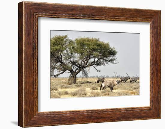 Namibia, Etosha National Park. Five Oryx and Tree-Wendy Kaveney-Framed Photographic Print