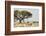 Namibia, Etosha National Park. Five Oryx and Tree-Wendy Kaveney-Framed Photographic Print