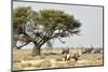 Namibia, Etosha National Park. Five Oryx and Tree-Wendy Kaveney-Mounted Photographic Print