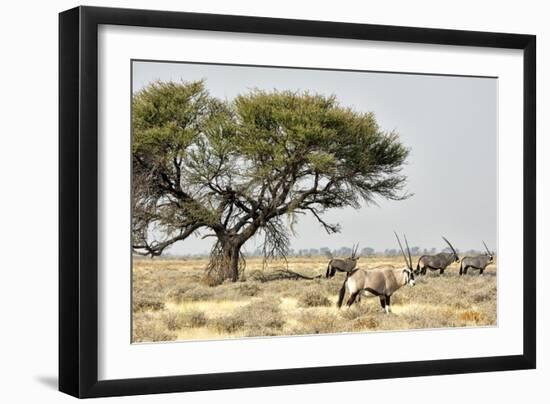 Namibia, Etosha National Park. Five Oryx and Tree-Wendy Kaveney-Framed Photographic Print