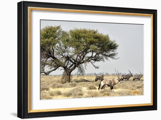 Namibia, Etosha National Park. Five Oryx and Tree-Wendy Kaveney-Framed Photographic Print