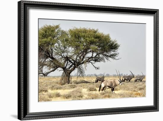 Namibia, Etosha National Park. Five Oryx and Tree-Wendy Kaveney-Framed Photographic Print