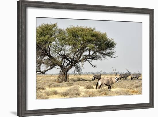 Namibia, Etosha National Park. Five Oryx and Tree-Wendy Kaveney-Framed Photographic Print