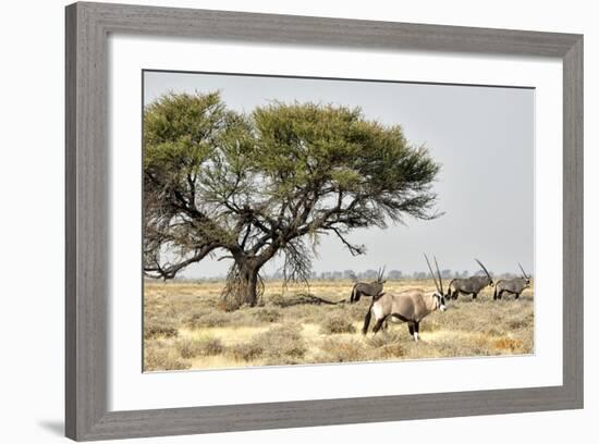 Namibia, Etosha National Park. Five Oryx and Tree-Wendy Kaveney-Framed Photographic Print
