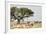 Namibia, Etosha National Park. Five Oryx and Tree-Wendy Kaveney-Framed Photographic Print