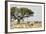 Namibia, Etosha National Park. Five Oryx and Tree-Wendy Kaveney-Framed Photographic Print