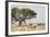 Namibia, Etosha National Park. Five Oryx and Tree-Wendy Kaveney-Framed Photographic Print