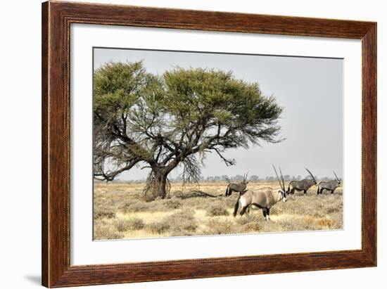 Namibia, Etosha National Park. Five Oryx and Tree-Wendy Kaveney-Framed Photographic Print