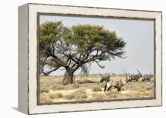 Namibia, Etosha National Park. Five Oryx and Tree-Wendy Kaveney-Framed Premier Image Canvas