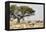 Namibia, Etosha National Park. Five Oryx and Tree-Wendy Kaveney-Framed Premier Image Canvas