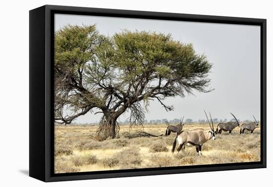 Namibia, Etosha National Park. Five Oryx and Tree-Wendy Kaveney-Framed Premier Image Canvas