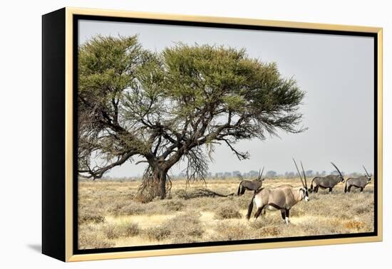 Namibia, Etosha National Park. Five Oryx and Tree-Wendy Kaveney-Framed Premier Image Canvas