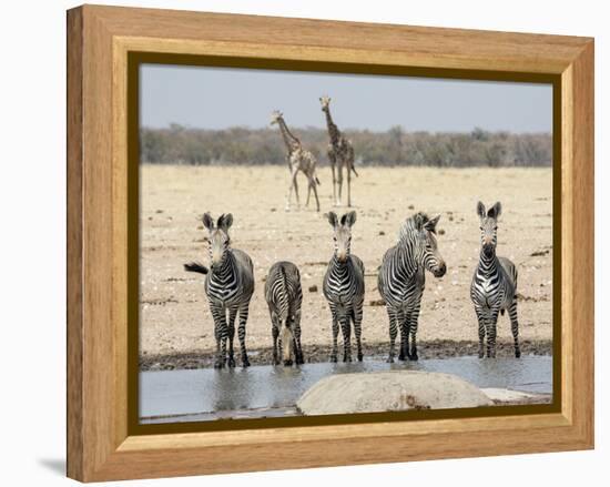 Namibia, Etosha National Park. Five Zebras and Giraffes at Waterhole-Wendy Kaveney-Framed Premier Image Canvas