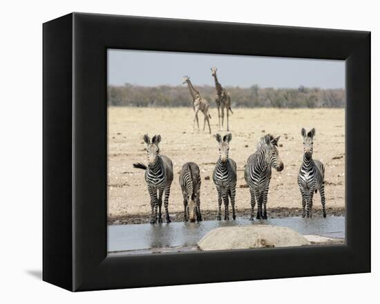 Namibia, Etosha National Park. Five Zebras and Giraffes at Waterhole-Wendy Kaveney-Framed Premier Image Canvas