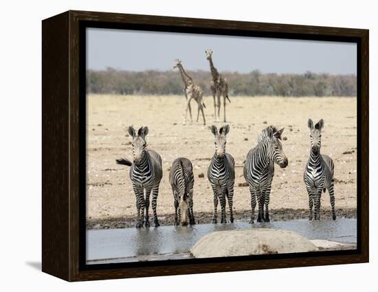 Namibia, Etosha National Park. Five Zebras and Giraffes at Waterhole-Wendy Kaveney-Framed Premier Image Canvas