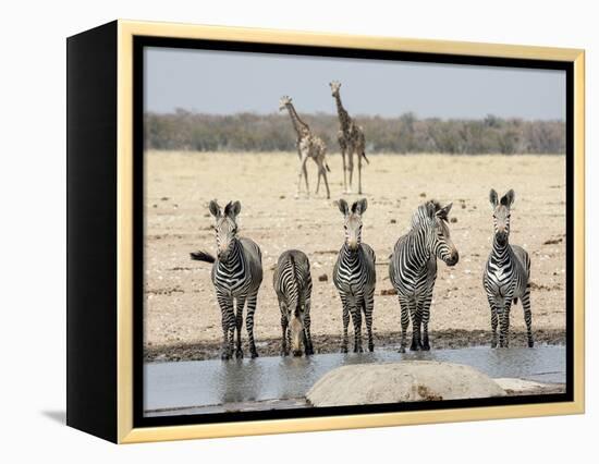 Namibia, Etosha National Park. Five Zebras and Giraffes at Waterhole-Wendy Kaveney-Framed Premier Image Canvas