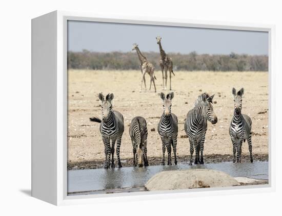 Namibia, Etosha National Park. Five Zebras and Giraffes at Waterhole-Wendy Kaveney-Framed Premier Image Canvas