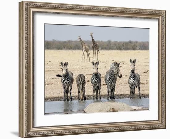 Namibia, Etosha National Park. Five Zebras and Giraffes at Waterhole-Wendy Kaveney-Framed Photographic Print