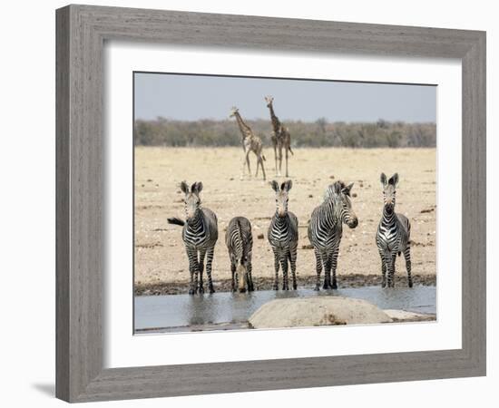 Namibia, Etosha National Park. Five Zebras and Giraffes at Waterhole-Wendy Kaveney-Framed Photographic Print