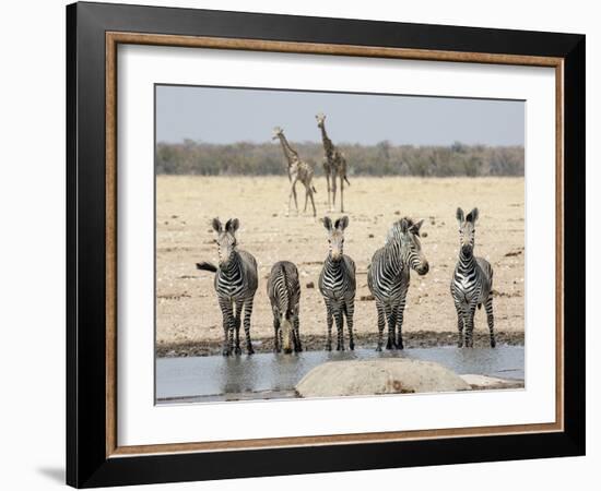 Namibia, Etosha National Park. Five Zebras and Giraffes at Waterhole-Wendy Kaveney-Framed Photographic Print