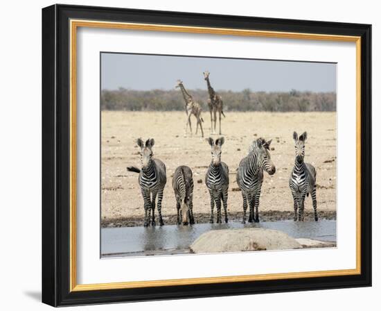 Namibia, Etosha National Park. Five Zebras and Giraffes at Waterhole-Wendy Kaveney-Framed Photographic Print