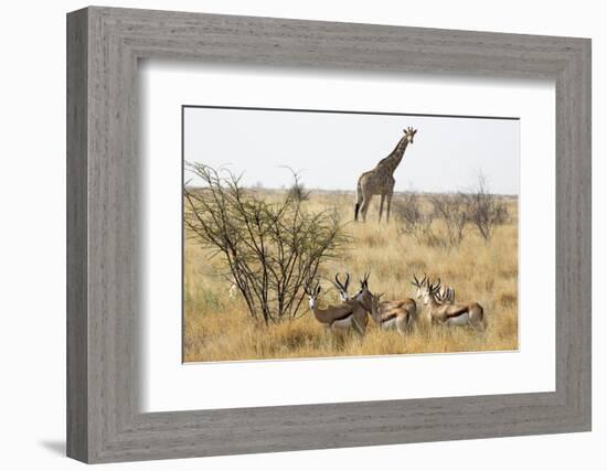 Namibia, Etosha National Park. Giraffe and Springboks-Wendy Kaveney-Framed Photographic Print