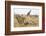 Namibia, Etosha National Park. Giraffe and Springboks-Wendy Kaveney-Framed Photographic Print