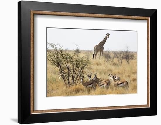 Namibia, Etosha National Park. Giraffe and Springboks-Wendy Kaveney-Framed Photographic Print
