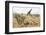 Namibia, Etosha National Park. Giraffe and Springboks-Wendy Kaveney-Framed Photographic Print