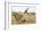 Namibia, Etosha National Park. Giraffe and Springboks-Wendy Kaveney-Framed Photographic Print