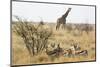 Namibia, Etosha National Park. Giraffe and Springboks-Wendy Kaveney-Mounted Photographic Print