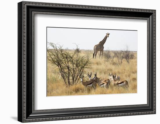 Namibia, Etosha National Park. Giraffe and Springboks-Wendy Kaveney-Framed Photographic Print